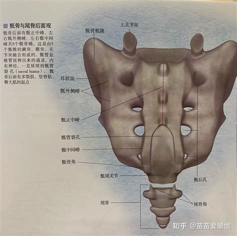 尾骶骨凹陷保險